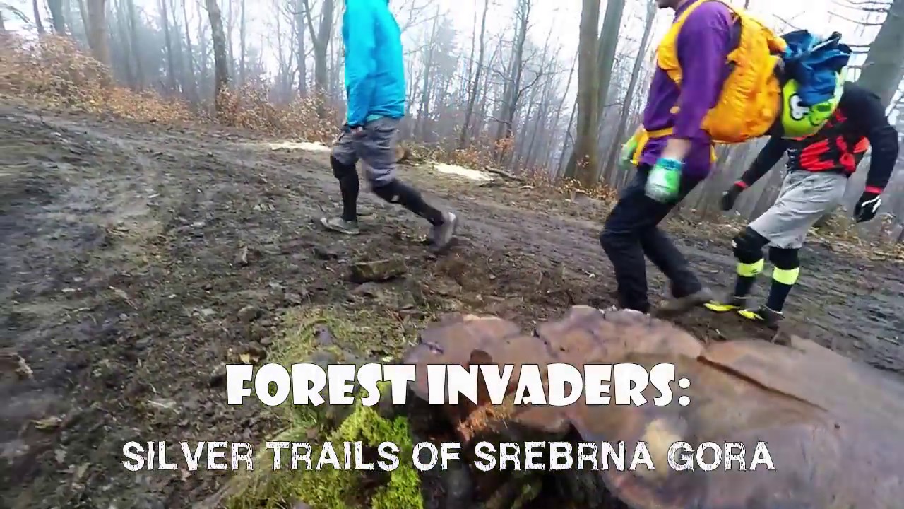 Forest invaders: Silver trails of Srebrna G&oacute;ra