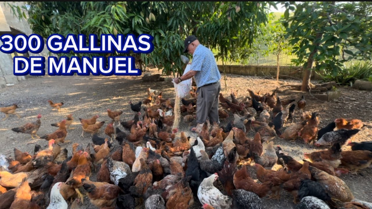 MANUEL Y SUS 300 GALLINAS ,conociendo nuestros campos RD🇩🇴