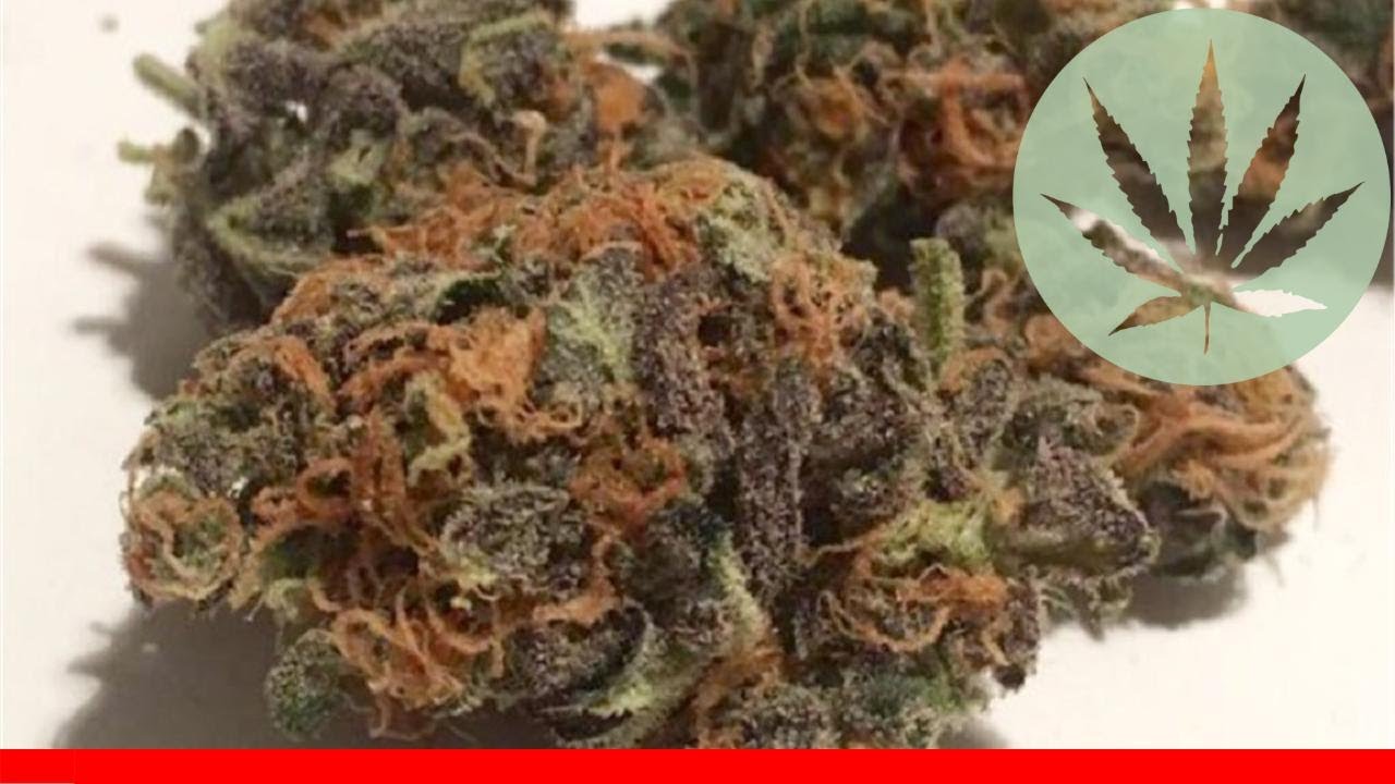 Amnesia Haze - All About This Strain