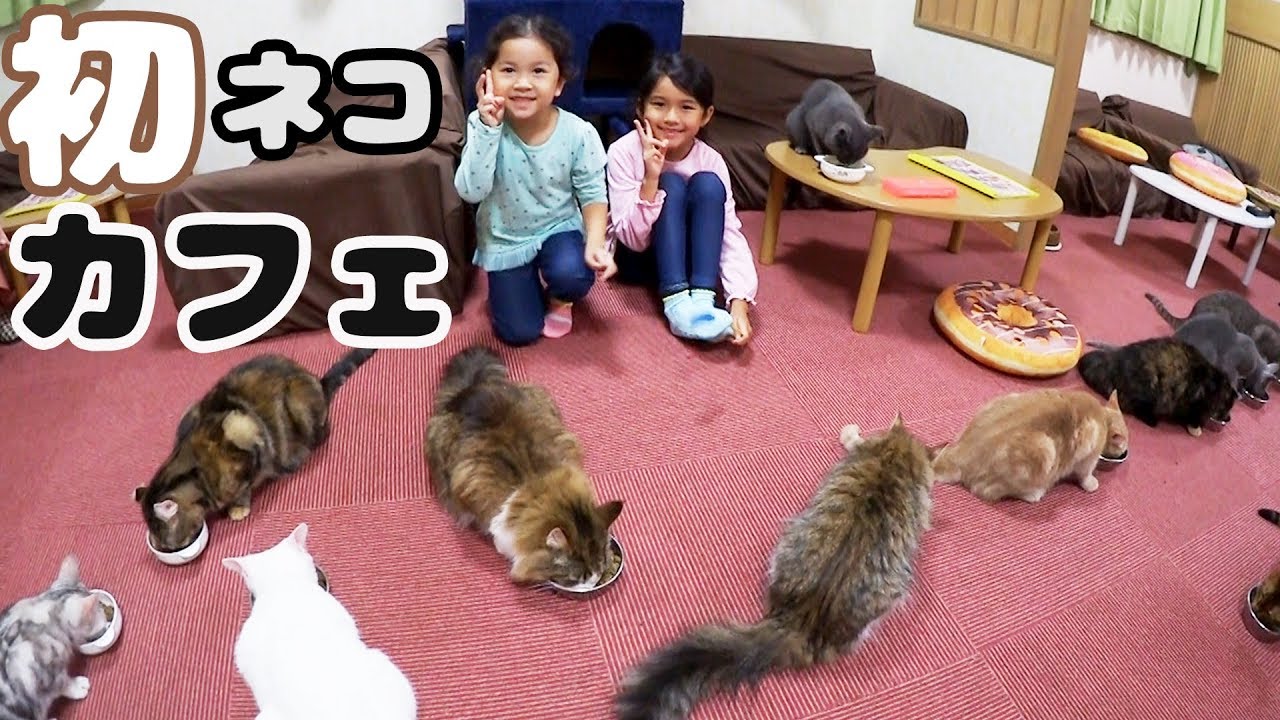●普段遊び●まったりと初ネコカフェ♡猫店長に怒られた ＞＜まーちゃん【6歳】おーちゃん【4歳】#555