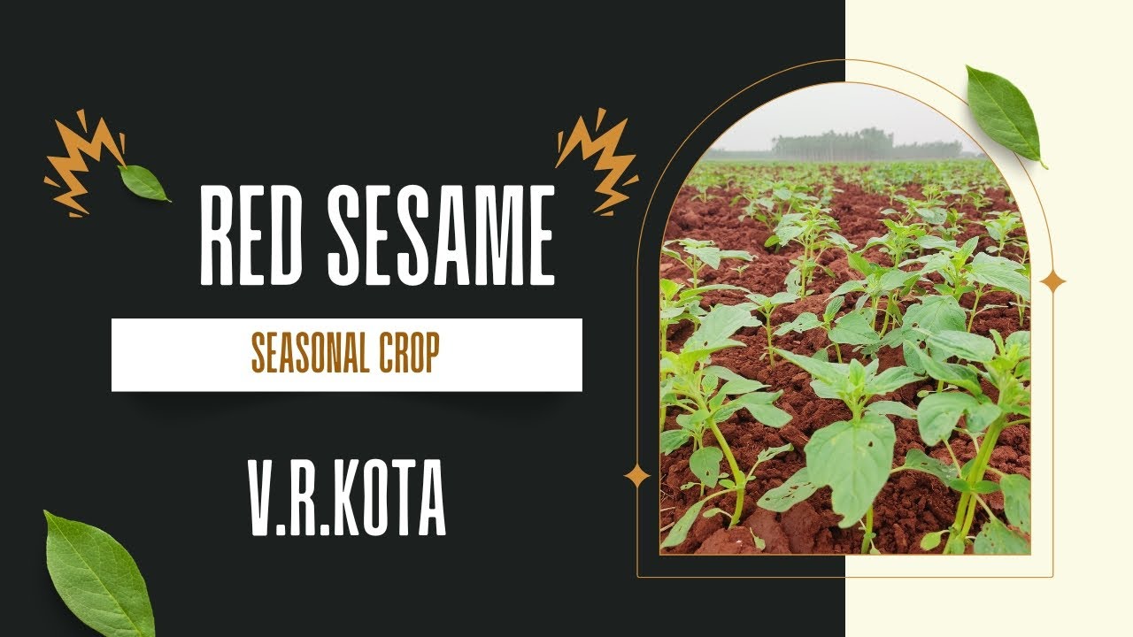 ||Red sesame crop|| యర్రా నువ్వుల సాగు || నువ్వుల పంట|| Red sesame starting stage||