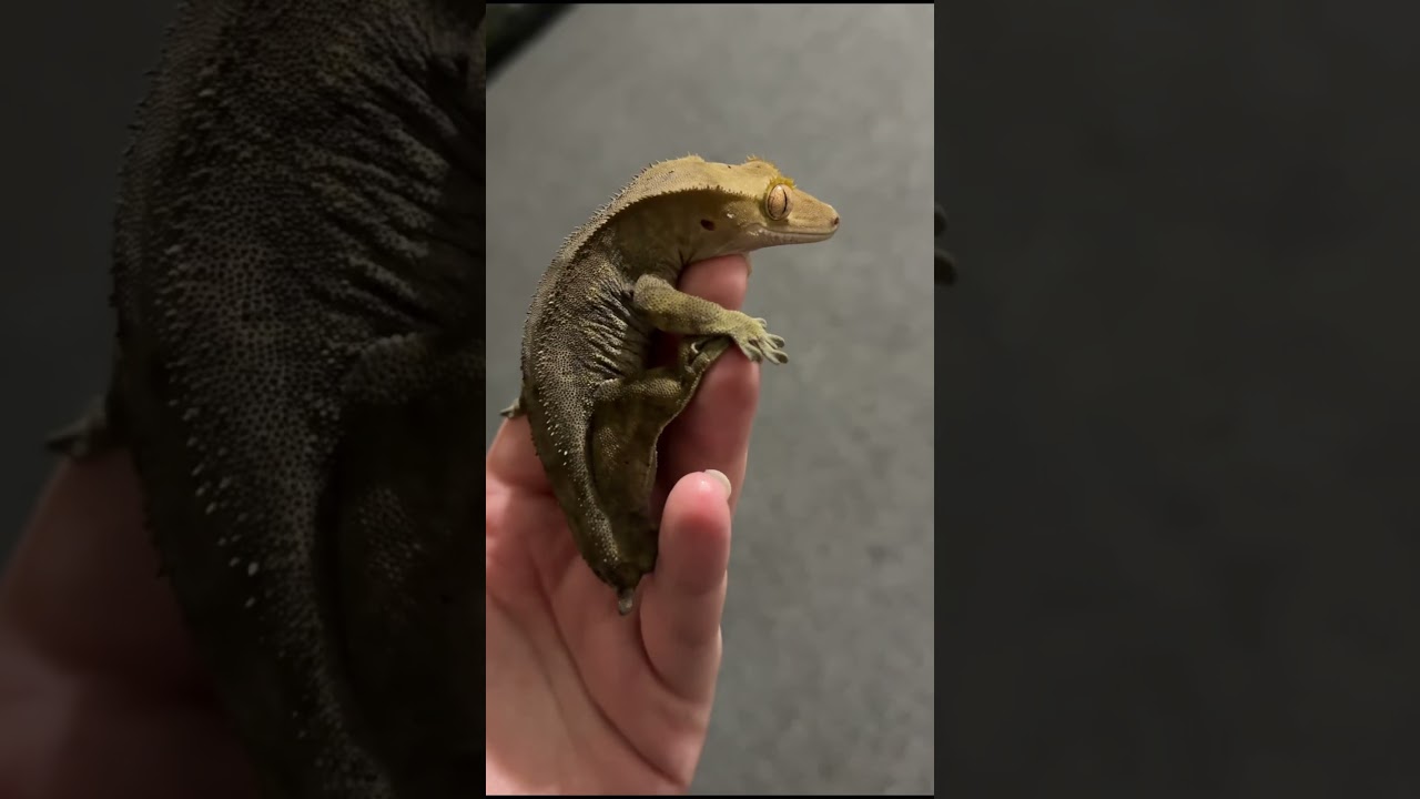 #gecko