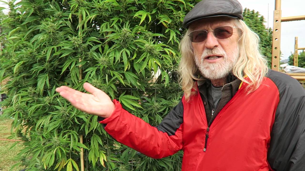 More  BIG Marijuana Plants In Oregon (Oregon Sungrown Growers Guild)
