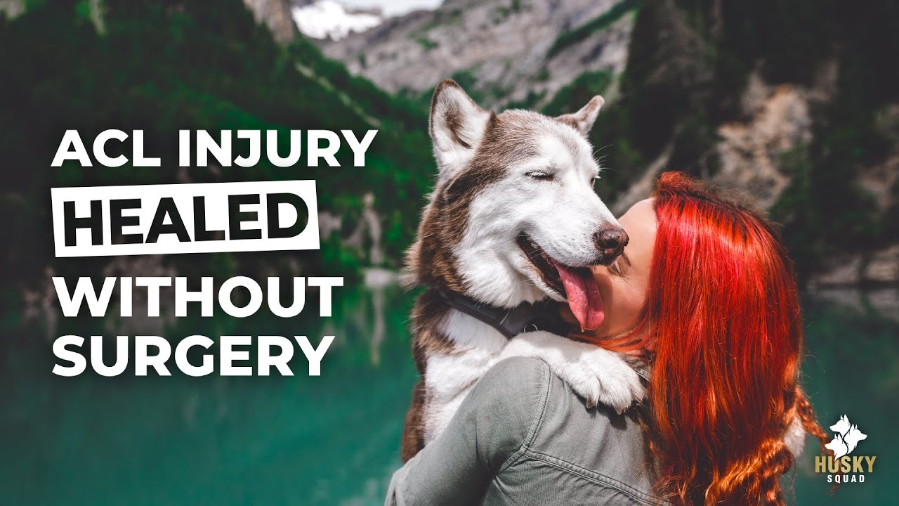 Dog ACL Healed WITHOUT Surgery  + 🐮 CHASED by SWISS COWS 🇨🇭