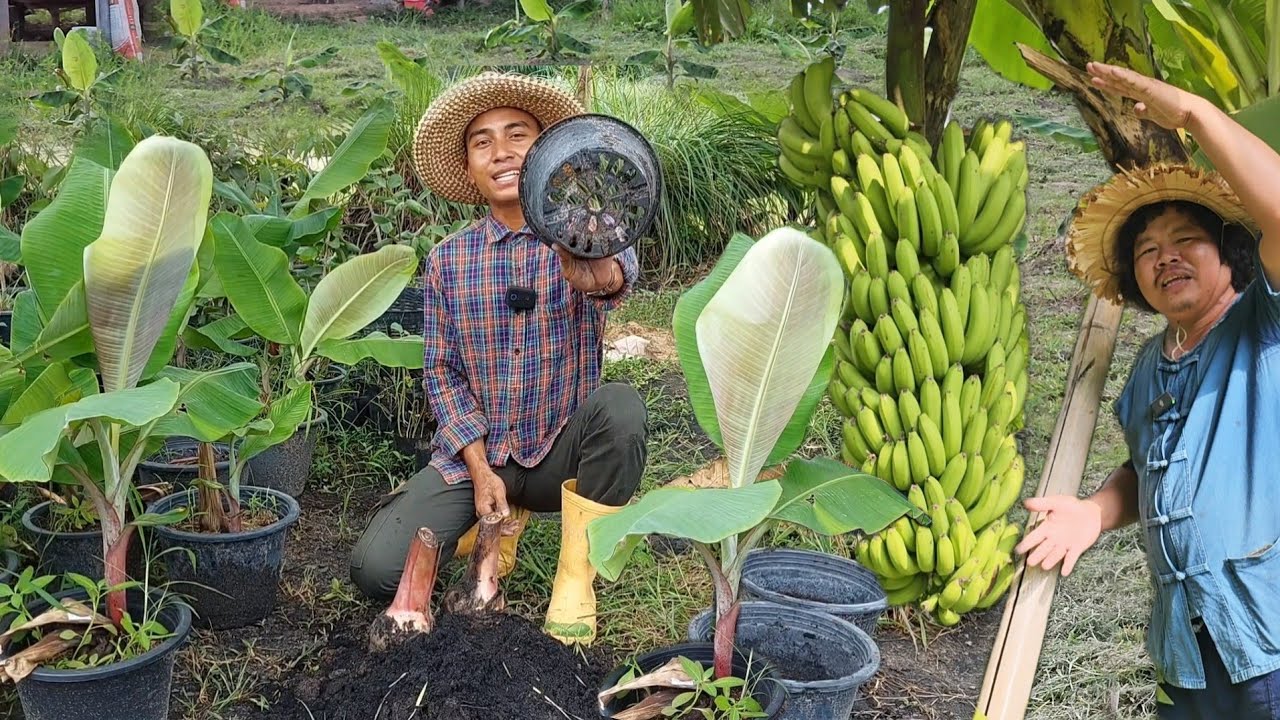 ปลูกกล้วยถูกวิธีผลผลิตดีแน่นอน!! ไม่กี่ขั้นตอนแต่ได้ผลแน่นอนมาก!! #วิธีปลูกกล้วย