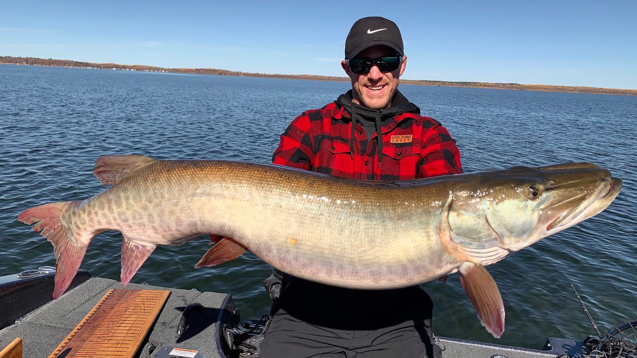 JERK BAIT Fish Catch with the Svartzonker McTail V2