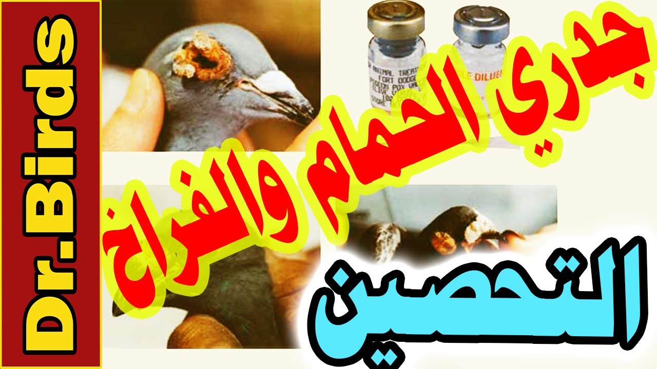 تحصين الجدري للحمام - كيفية تحصين الحمام ضد الجدري