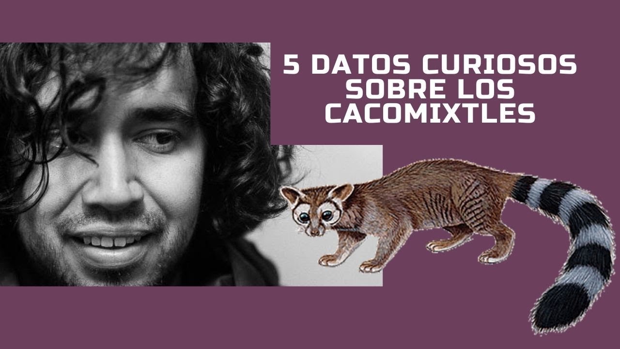 5 Datos Curiosos Sobre El Cacomixtle Que Te Dejarán Con La Boca Abierta