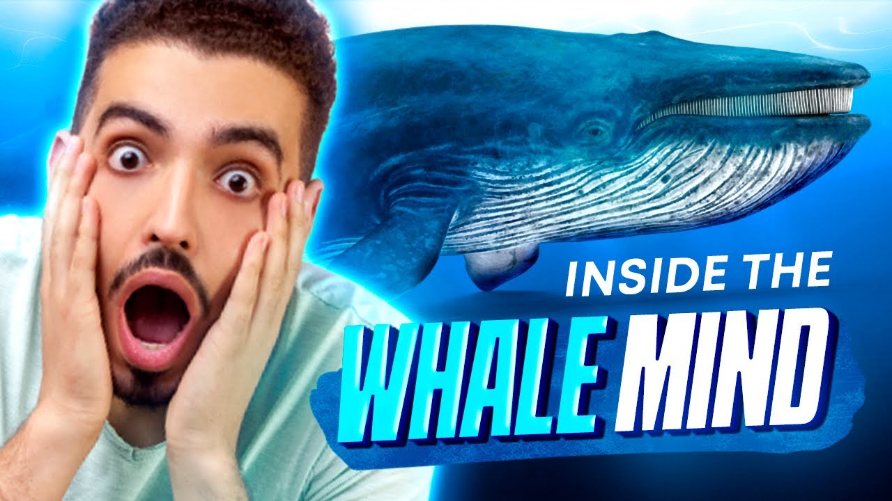 INSIDE THE MIND OF A CRYPTO WHALE!! | THE DEFI WHALE #1