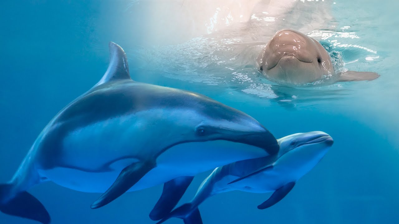 Dolphin and Beluga Whale Deliver Subsequent Babies at Shedd Aquarium