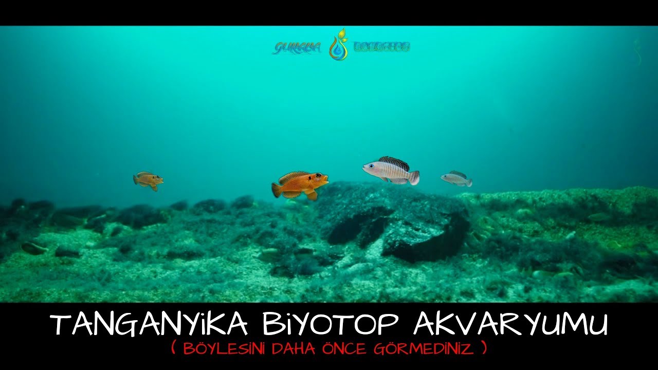 Böyle Bir Biyotop Akvaryum Daha Önce Görmediniz! Tanganyika Gölü, Zambiya by Walter VAZQUEZ