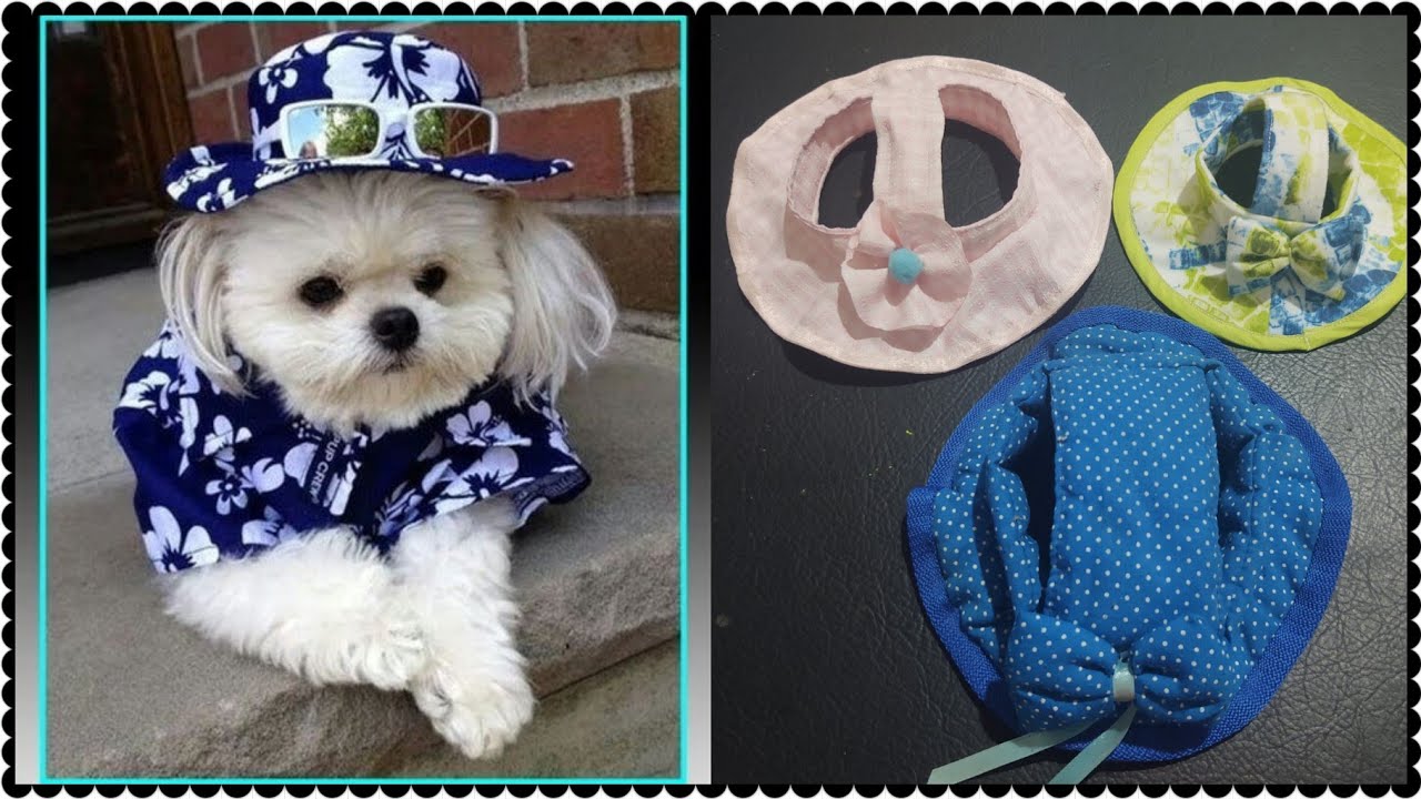 #como hacer una pava , sombrero para tu mascota, #perros  🐕#gatos 🐈