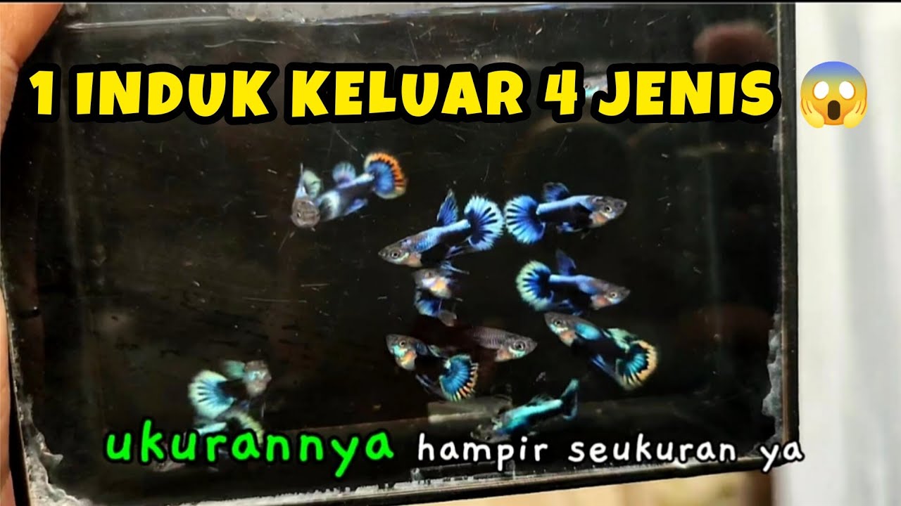 Usia 30 Hari, Sortir Guppy Blue Ivory : Jenis ikan yang keluar 4 Warna 😱