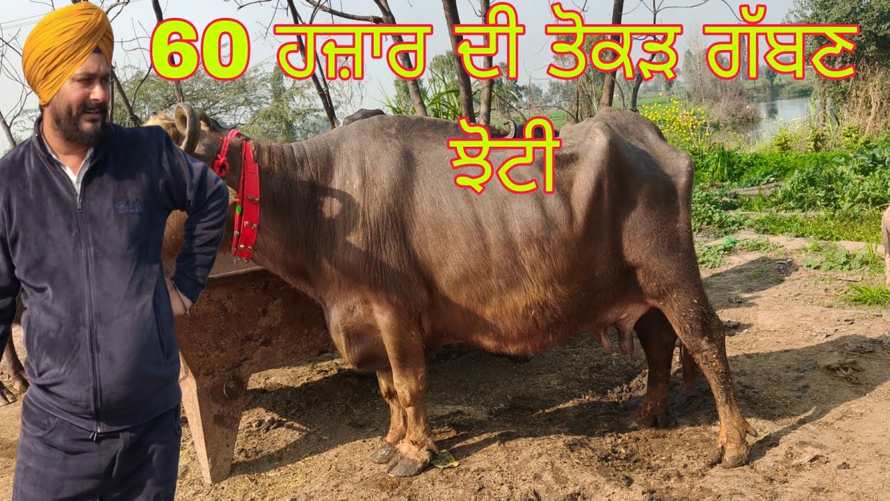 ਤੋਕੜ ਗੱਬਣ ਝੋਟੀ ਫੋਨ ਨੰਬਰ 90417=96783