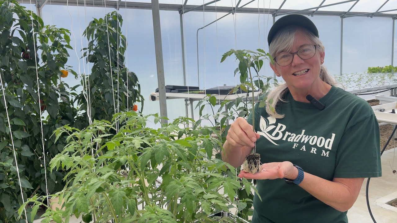 Grow Perfect Tomato Plants in Winter!