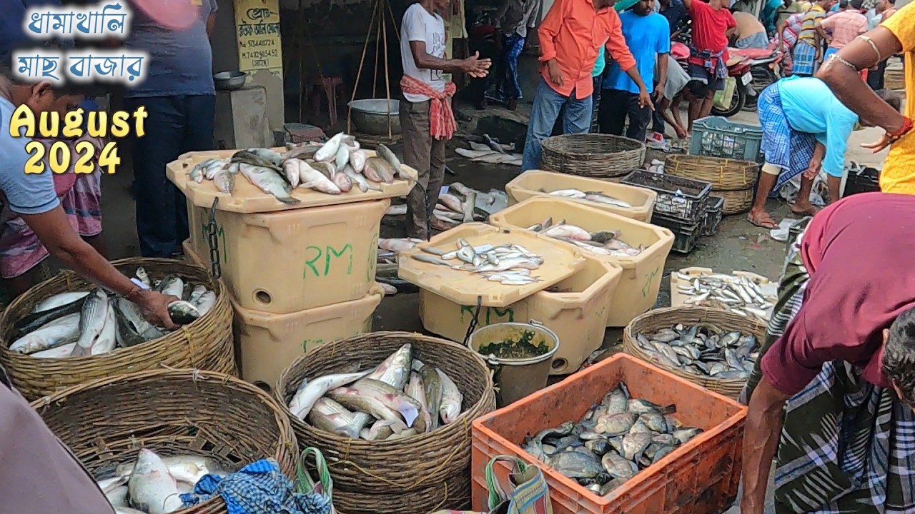 ভেটকির দাম ধামাখালী মাছের বাজার আগস্ট 2024 || Dhamakhali fish market | Vakti fish price kolkata