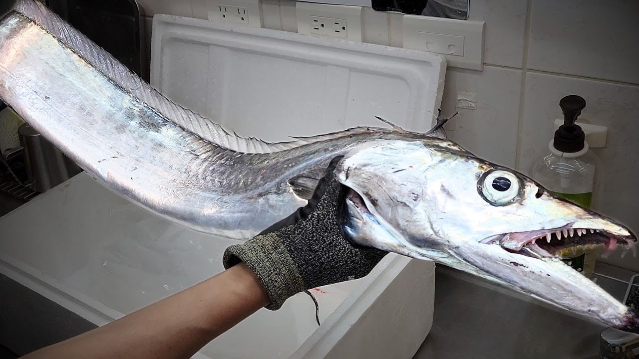 3,9 кг Hairtail для сашими сухой выдержки.