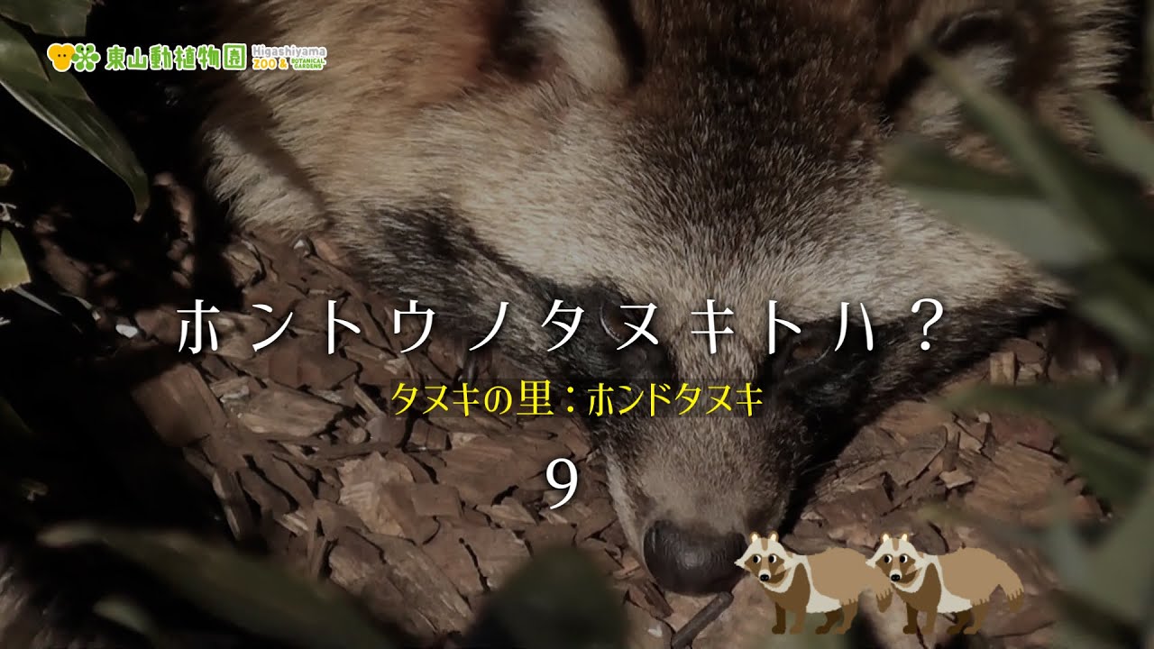 【東山動植物園公式】ホントウノタヌキトハ？＜9＞《 ホンドタヌキ　タヌキ　タヌキの里 》