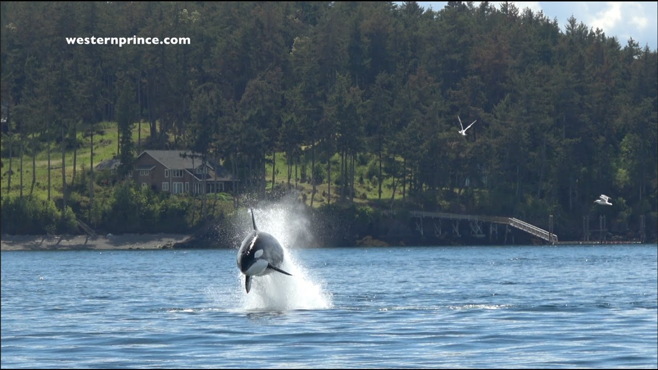 Bigg's (transient) Killer Whales on an EPIC Steller Sea lion hunt! San Juan Island, WA