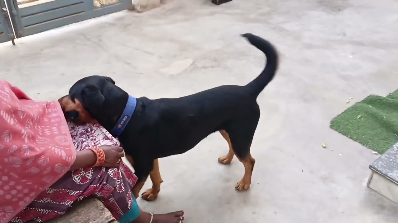 Dolly mummy ke sath Ball ⚽ khel rhi hai 🐕😘#youtube #video #rottweiler #dig#lover 