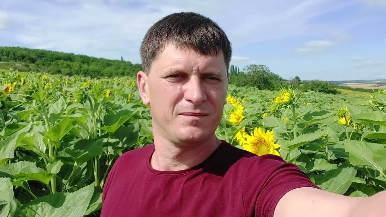 Подсолнечник No-Till сплошным посевом - сравнение Turbosem и Cross Slot