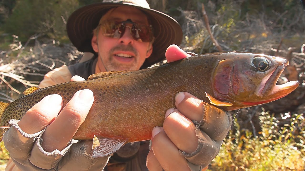 Fly Fishing West Fork Rock Creek, Montana