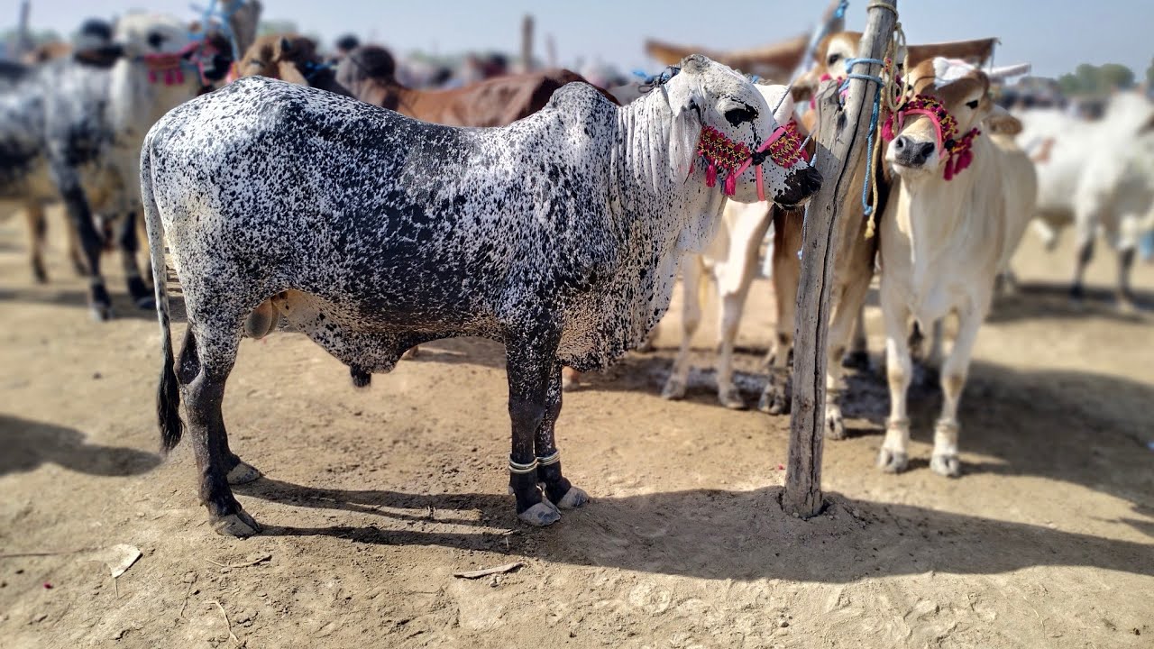 DAUr Cow Mandi update Bakra Eid 2023