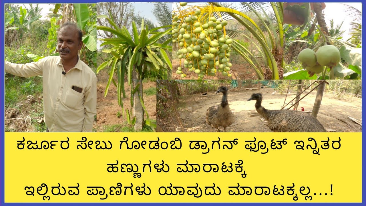 ಇವರ ತೋಟ ಎಷ್ಟು ಚೆನ್ನಾಗಿದ್ದಿಯೋ ಇವರ ಚಿಂತನೆಗಳು ಕೂಡ ಅಷ್ಟೇ ಚೆನ್ನಾಗಿವೆ ಇಲ್ಲಿರುವ ಪ್ರಾಣಿ-ಪಕ್ಷಿಗಳು ಜಲಚರಗಳು...!