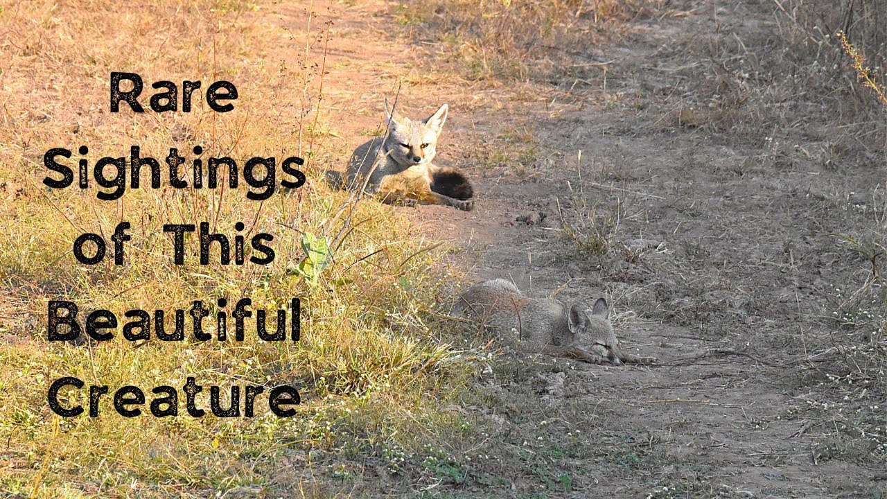 Indian Fox Couple In the Grassland