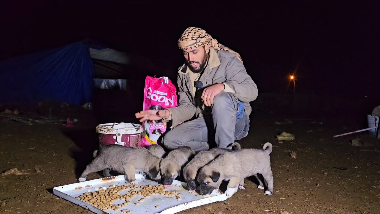 تربية الذئب مع الغنم و كلاب الكانجال