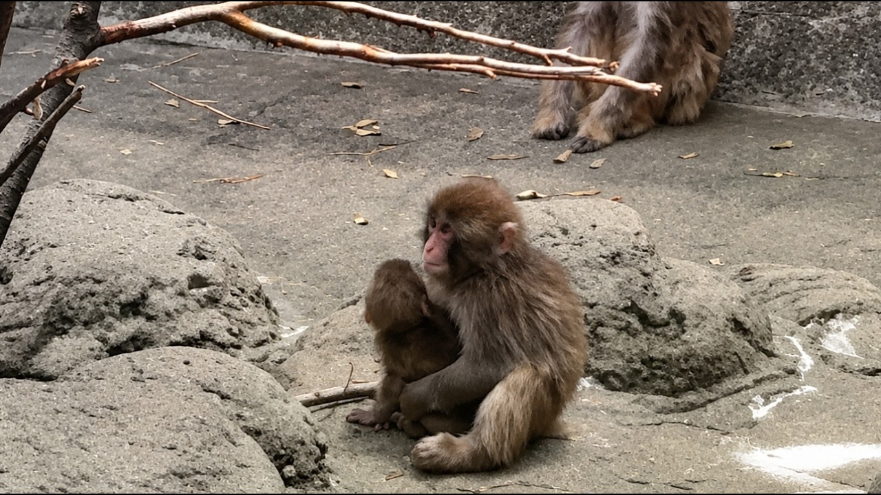 Малыш-обезьянка доверился Панч-куну раньше, чем кто-либо ожидал 🥺🐒❤️