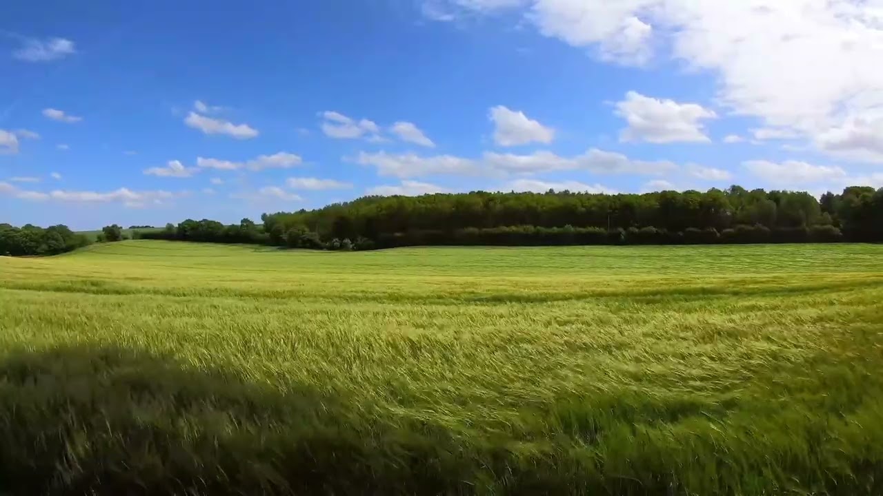 Relaxing music with green field #music #relaxingmusic