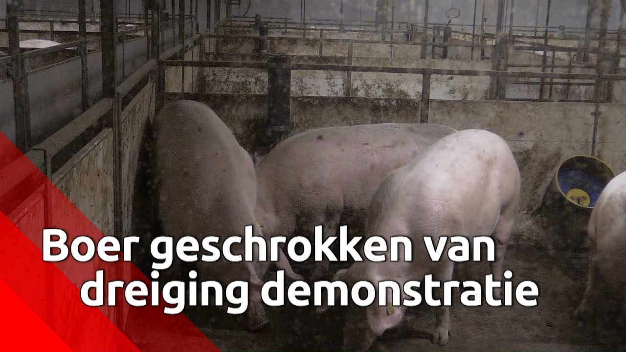 Boer Gerbert Oosterlaken vertelt over de dreigende acties van dierenactivisten bij zijn veehouder...
