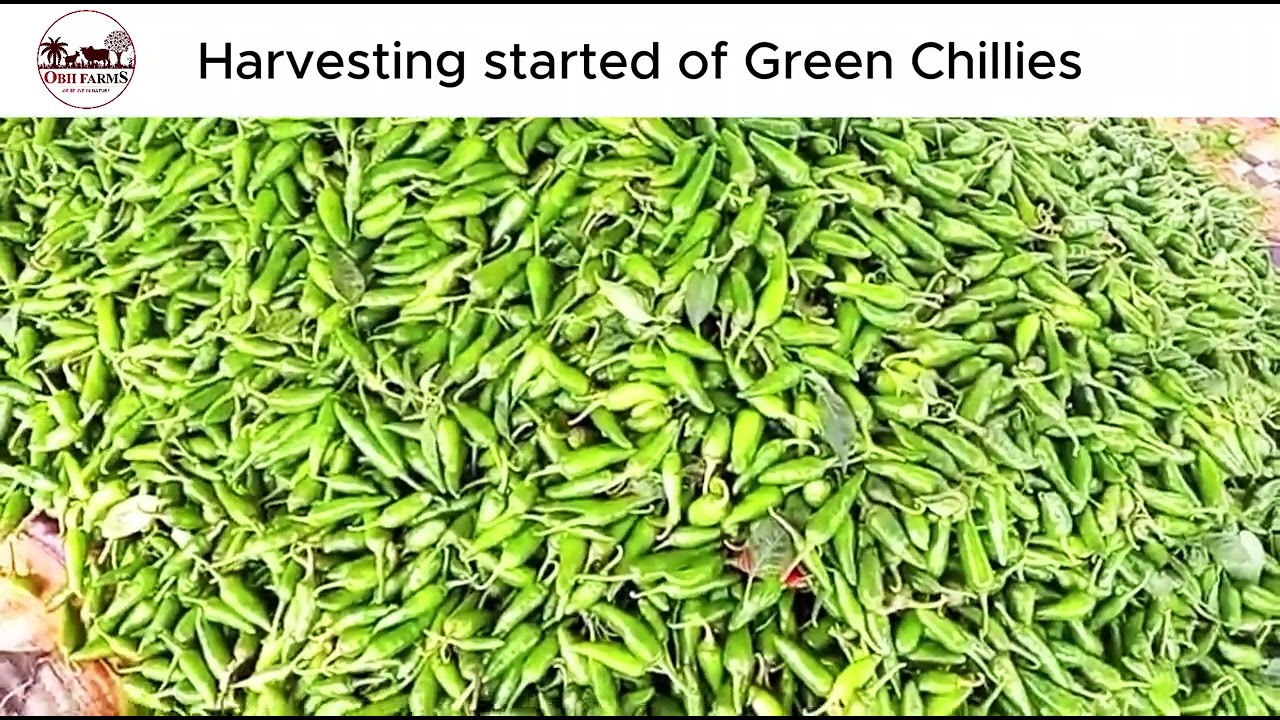 Spice Up Your Harvest: Green Chili Harvesting Unveiled.