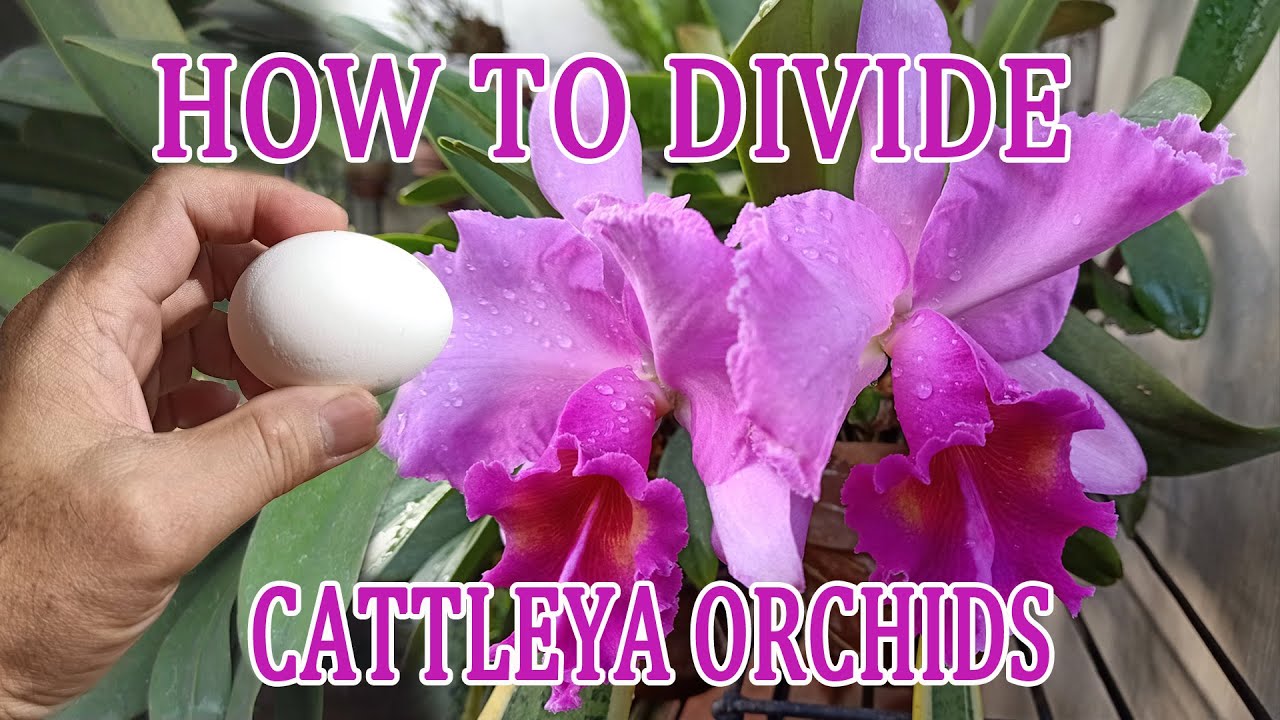 How to Propagate Cattleya Orchids | Growing and Repotting | Garden ni Papa