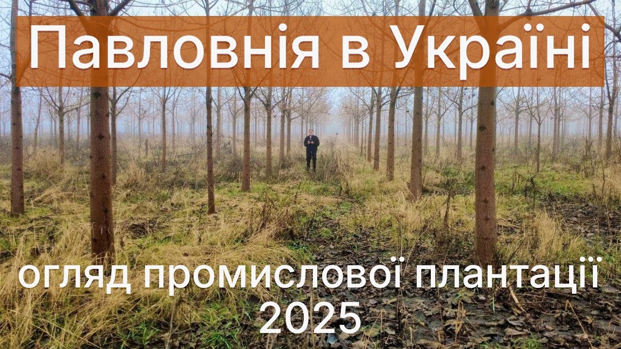 Павловнія в Україні. Огляд промислової плантації + практичні поради по догляду.