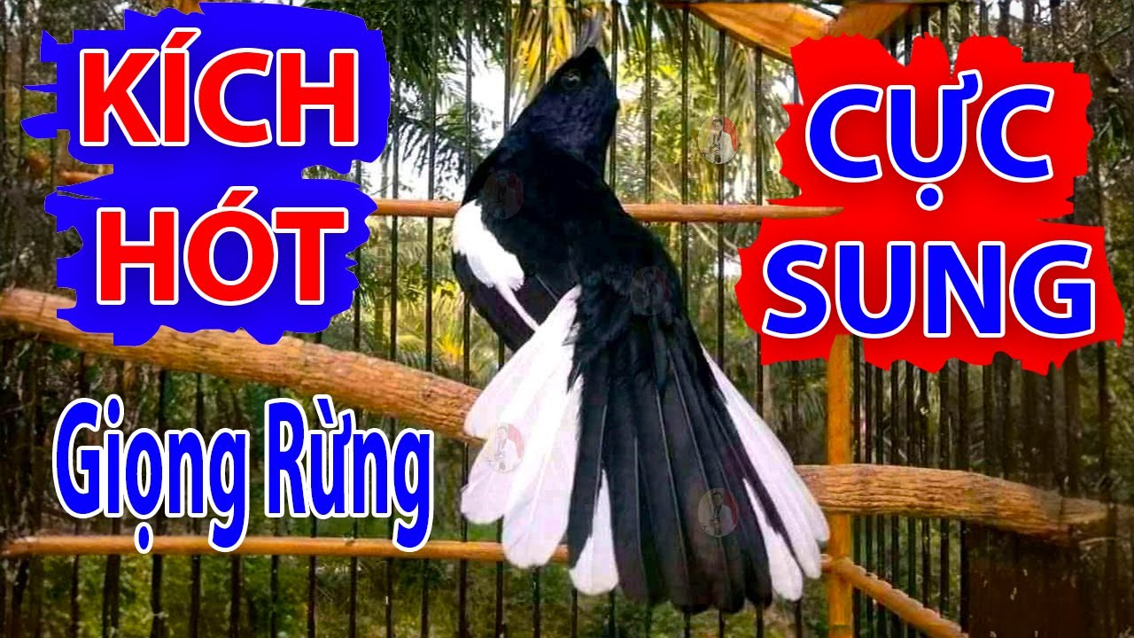 Chòe Than Hót Chuẩn GIỌNG NÚI RỪNG. Luyện Choè than HÓT HAY, Chòe Than Hót Đấu | choe than #choethan