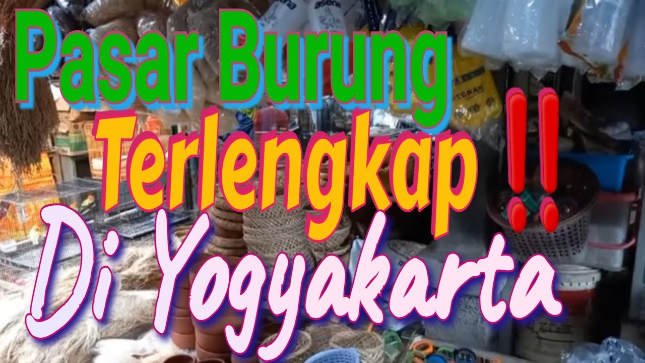 Pasar Burung dan Hewan Terlengkap di Yogyakarta ‼️ #yogyakarta #jogja #wisata #pasty