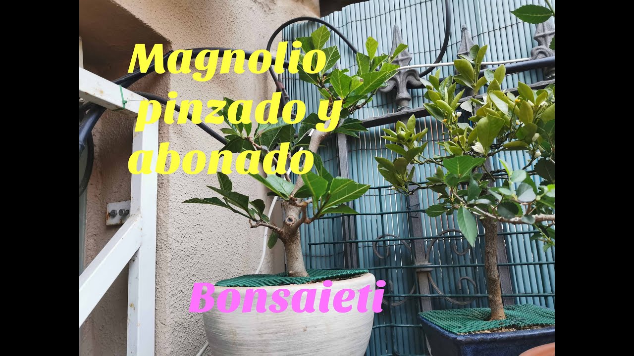 Magnolio pinzado y abonado[Pinzado especial]