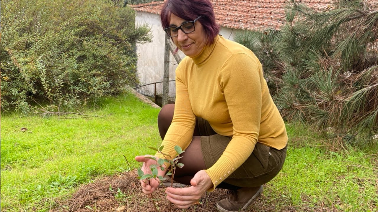 Plantámos mirtilos em memória da nossa Fifita | limpezas, plantas e gatos | Vlog no campo 🌱🌿