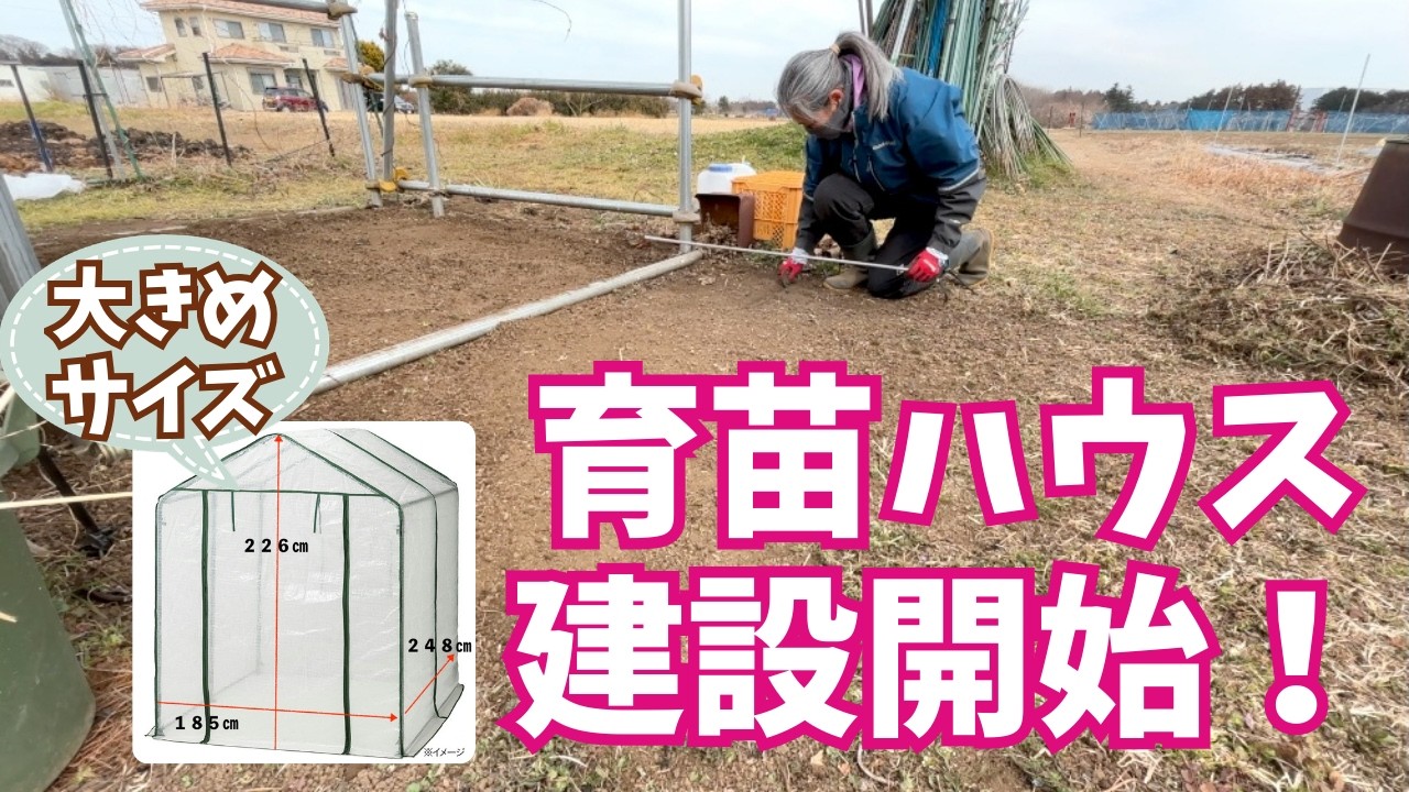 奥行き2.48mの本格派！大型#育苗ハウス を建てる準備。まずは地ならしと桑の木の剪定から【#家庭菜園 #菜園準備】