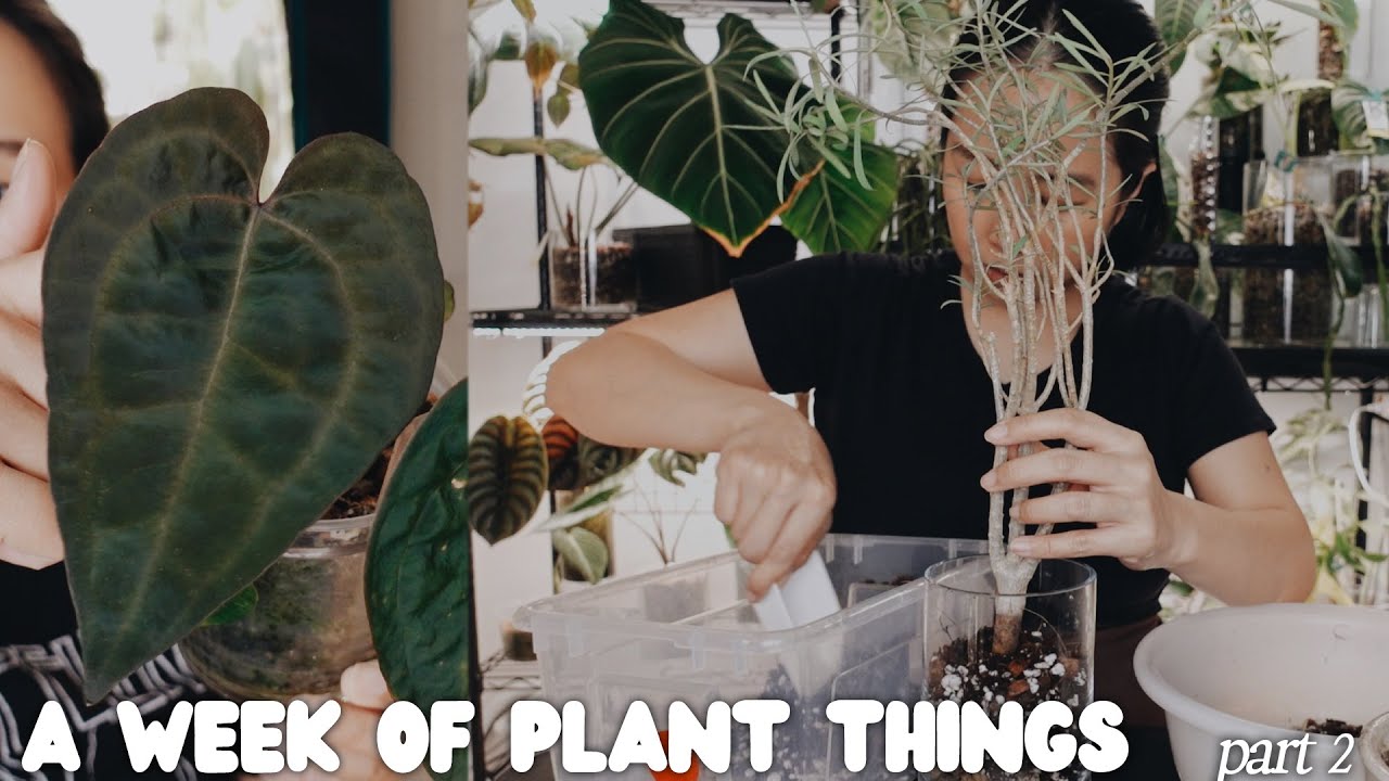 a week of plant things #25 part 2 - repot & chat / plant watering / tent updates