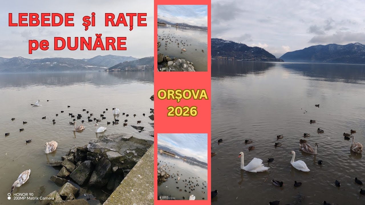 LEBEDE, RAȚE, PESCĂRUȘI PE DUNĂRE, Orșova 2026 (62)