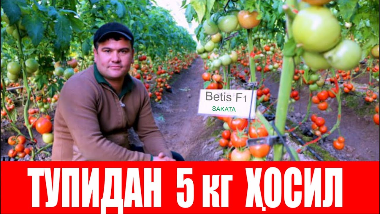 Бетис F1- Гектарига 20 000 туп, ҳар тупидан 5-5,5 кг ҳосил кутиляпти. (Tomato Betis F1-Sakata)