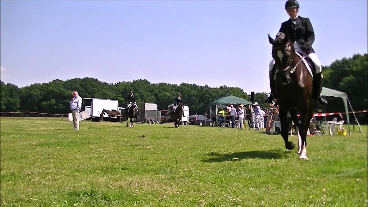 Groninger paarden keuring 2015