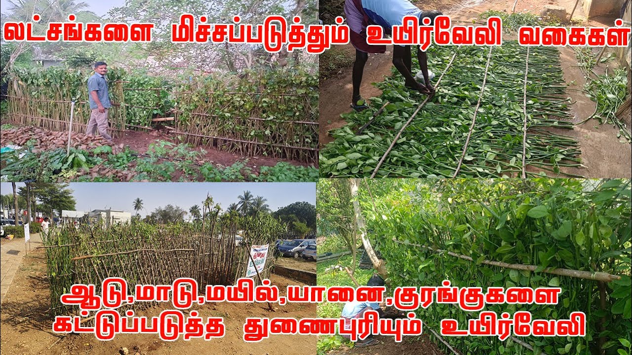 உயிர்வேலிக்கு ஏற்ற மரங்கள் மற்றும் அதன் அற்புத நன்மைகள் | Live fencing Trees | Uyir Veli இயற்கை வேலி