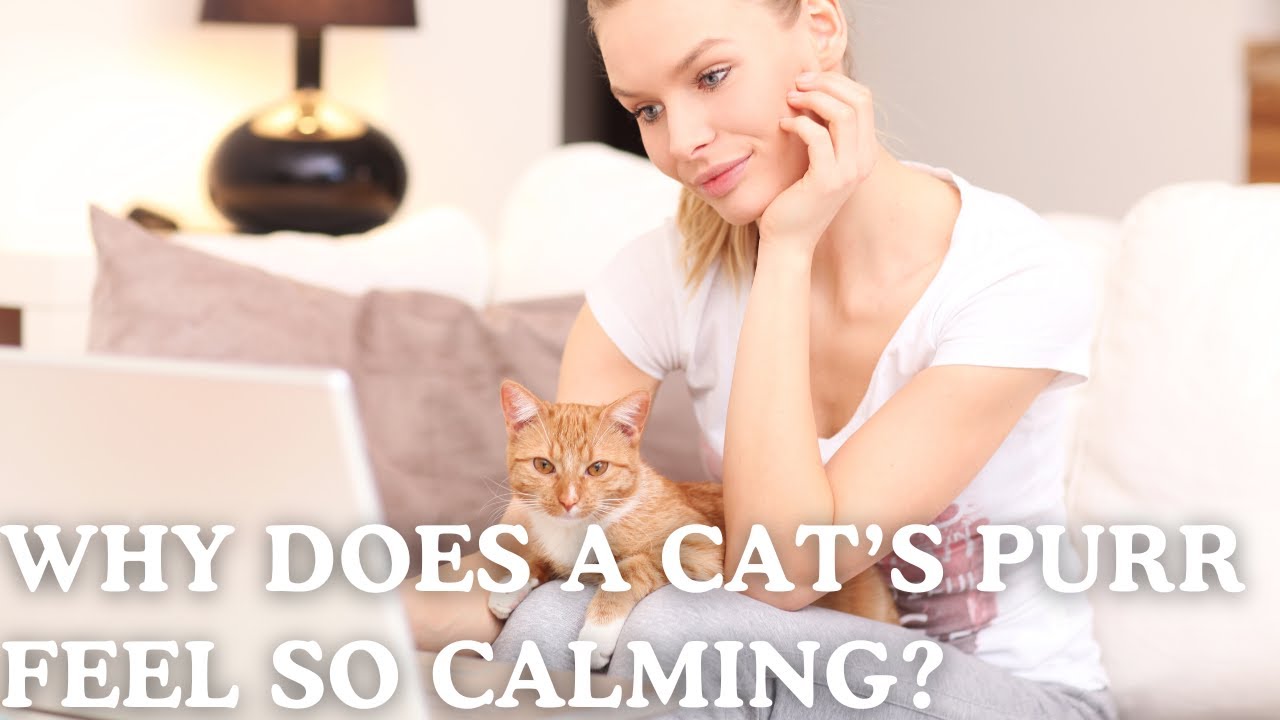 Why a Cat’s Purr Instantly Calms Your Body