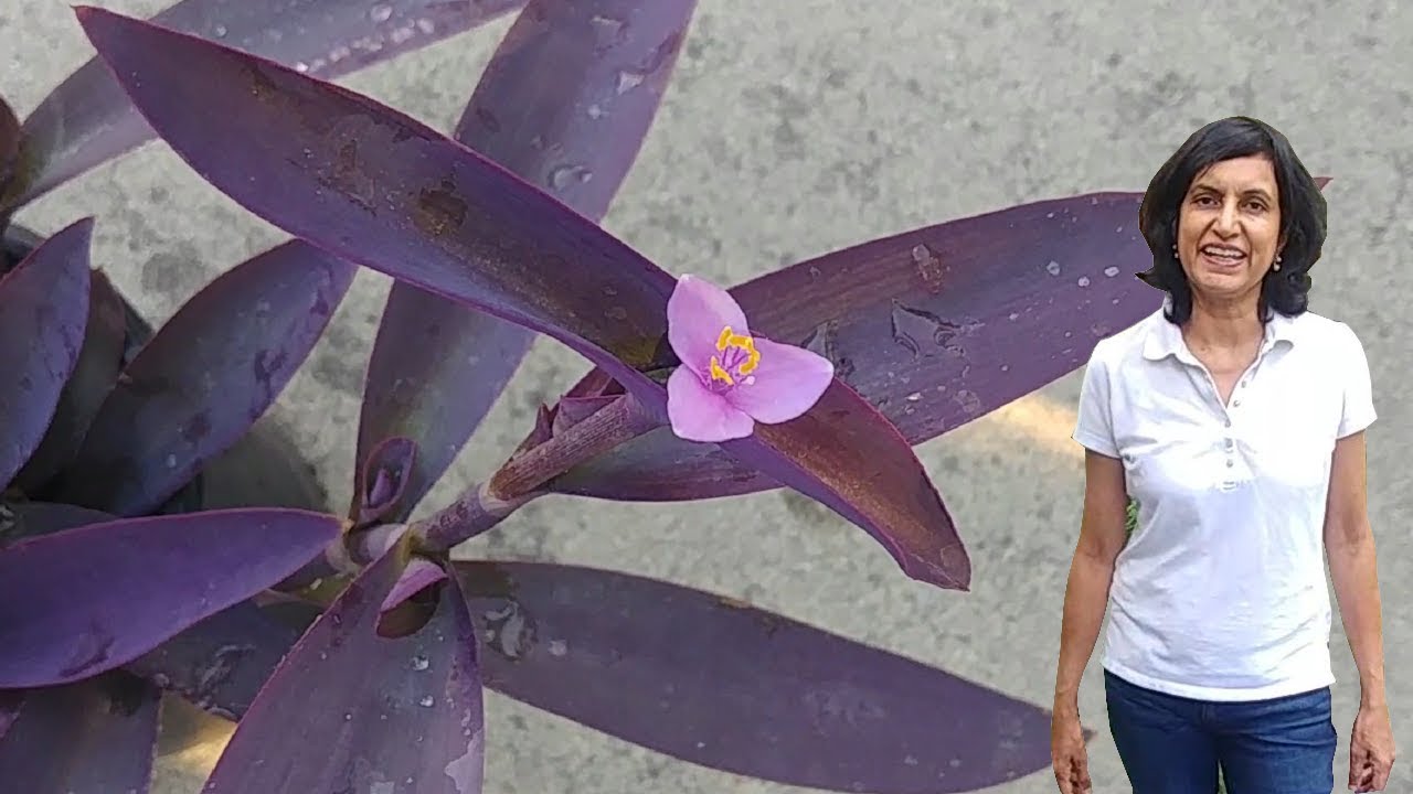 Propagating Purple Heart (with updates)