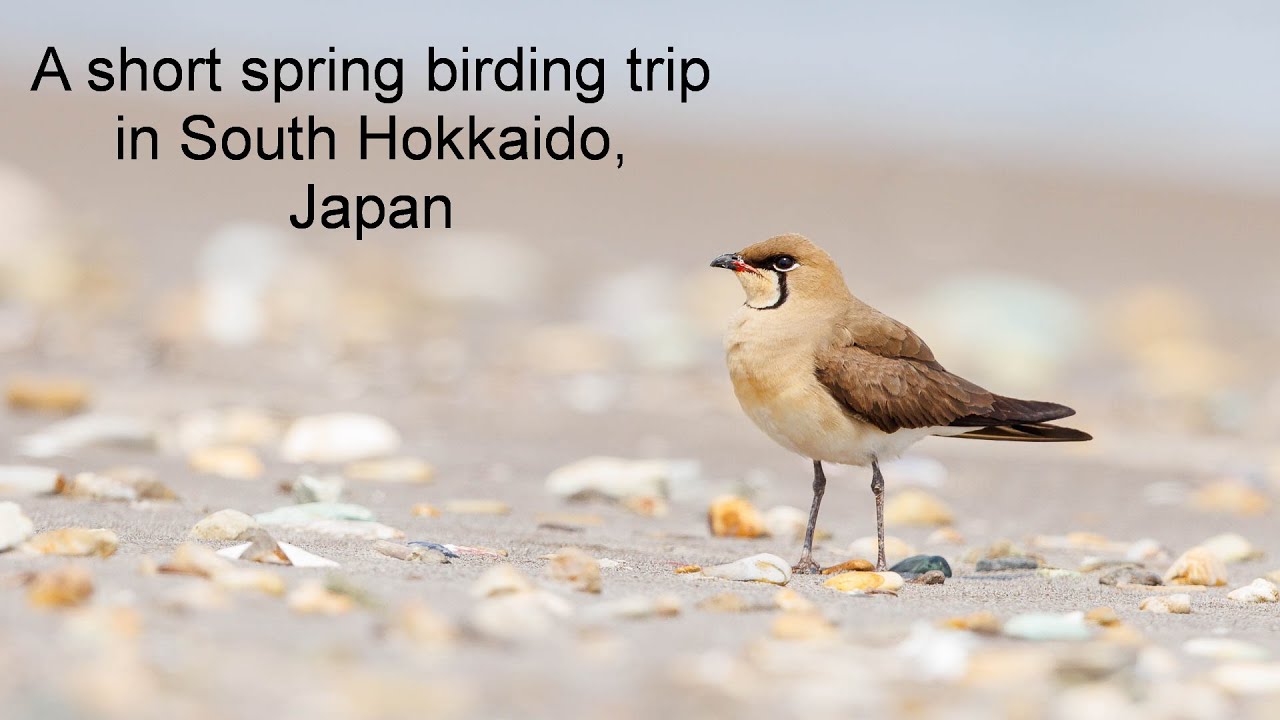 A Short Spring Birding Trip in South Hokkaido, Japan