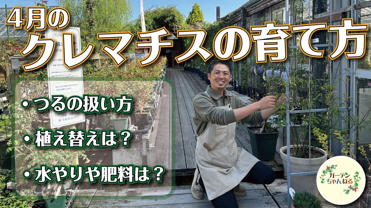 【もりもり伸びる】春のクレマチスの育て方をわかりやすくご説明します！
